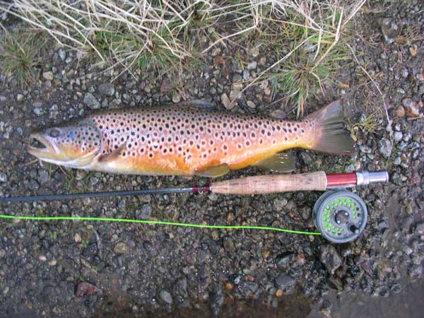 Colorful Brown Trout
