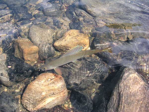 Grayling in the water